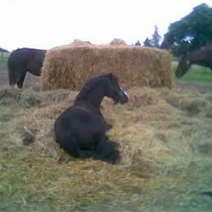 Anden særlig race Bum-Bum  *SOLGT*