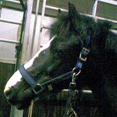 Anden særlig race Bum-Bum  *SOLGT*