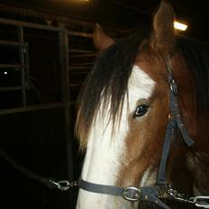 Clydesdale Goodsburn Lady Jane (RIP)
