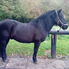 Anden særlig race Thor <3 Love ya' <3 Part 