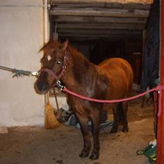 Anden særlig race Freja (rider)