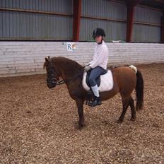 Anden særlig race Freja (rider)