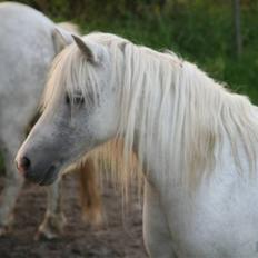 Welsh Mountain (sec A) patrica(ikke min)