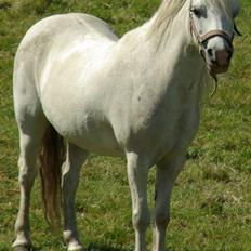 Welsh Mountain (sec A) patrica(ikke min)