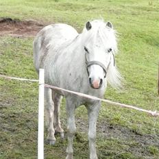 Welsh Mountain (sec A) patrica(ikke min)