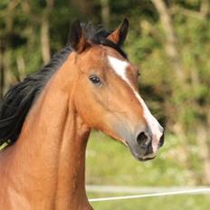 Hackney Margie *solgt*