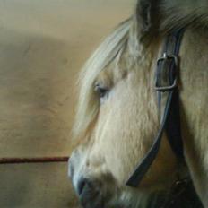 Fjordhest Prins <3<3<3