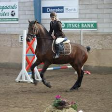 Dansk Varmblod Lantanus 