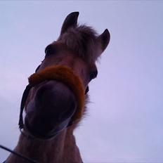 Fjordhest Lucca *søsters* 