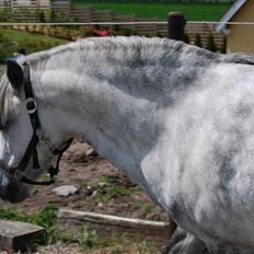 Welsh Pony af Cob-type (sec C) Musen
