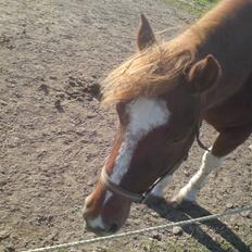 Anden særlig race Indi (SOLGT)