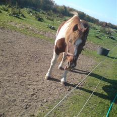 Anden særlig race Indi (SOLGT)