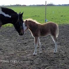 Welsh Pony (sec B) Allégaardens Finess SOLGT