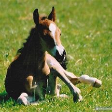Welsh Pony (sec B) Bøgelygårds Martell