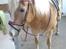 Haflinger Alexandra (solgt) - NYT! fra stævnet med nyvasket man (: