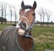 Welsh Pony (sec B) Bøgelygårds Martell