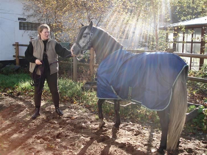 Welsh Pony (sec B) Taylor (solgt) billede 2