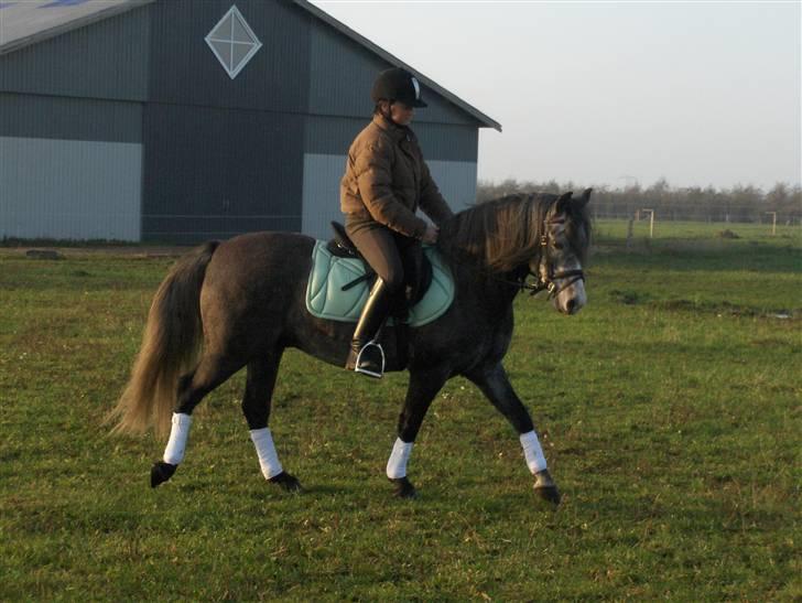 Welsh Pony (sec B) Taylor (solgt) billede 3