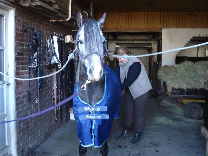 Welsh Pony (sec B) Taylor (solgt) billede 4