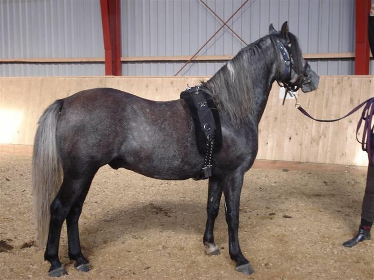 Welsh Pony (sec B) Taylor (solgt) billede 5