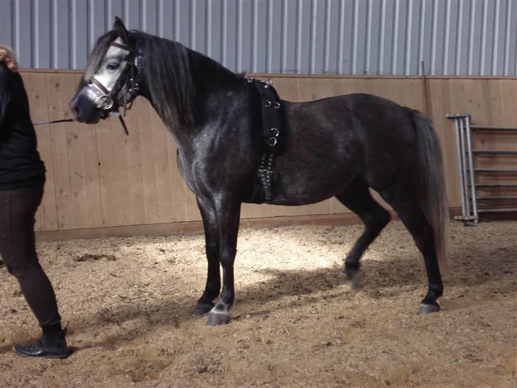 Welsh Pony (sec B) Taylor (solgt) billede 6