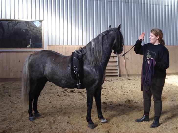 Welsh Pony (sec B) Taylor (solgt) billede 7