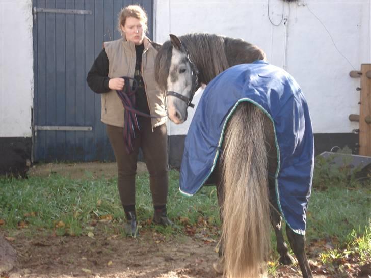 Welsh Pony (sec B) Taylor (solgt) billede 8