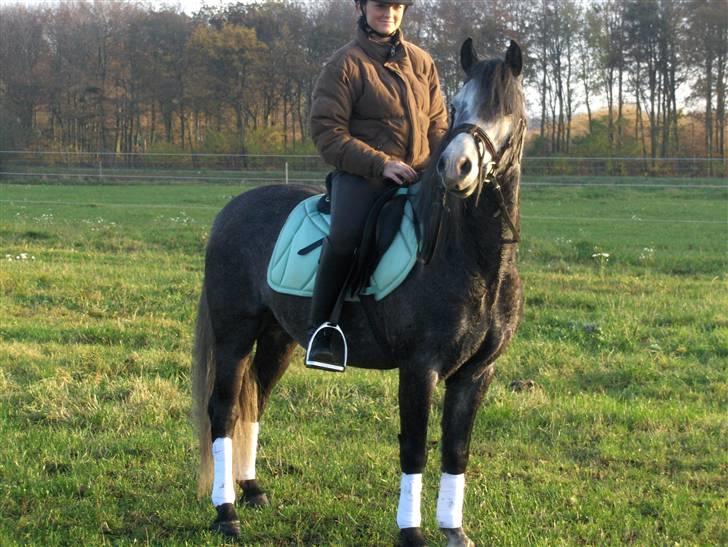 Welsh Pony (sec B) Taylor (solgt) billede 9