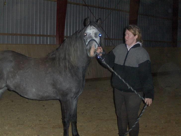 Welsh Pony (sec B) Taylor (solgt) billede 10