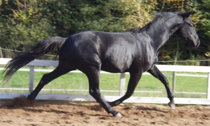 Dansk Varmblod Bysteds Bluca  SOLGT - overtrædning så det basker billede 9