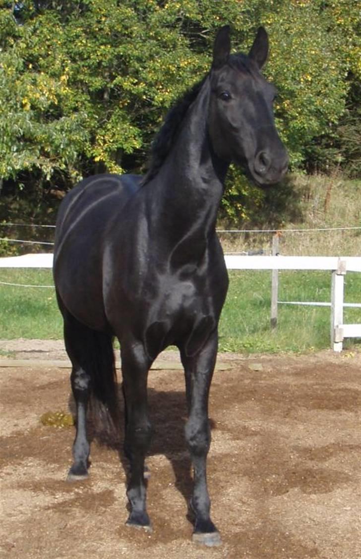 Dansk Varmblod Bysteds Bluca  SOLGT - smuk farve i solen billede 10