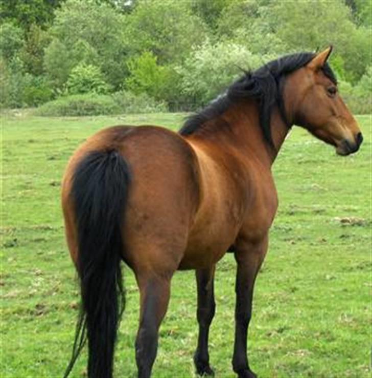 Anden særlig race |Bella Tinka| - velkommen , til den smukkes profil.. <3 .. <i>iloveyou. billede 1