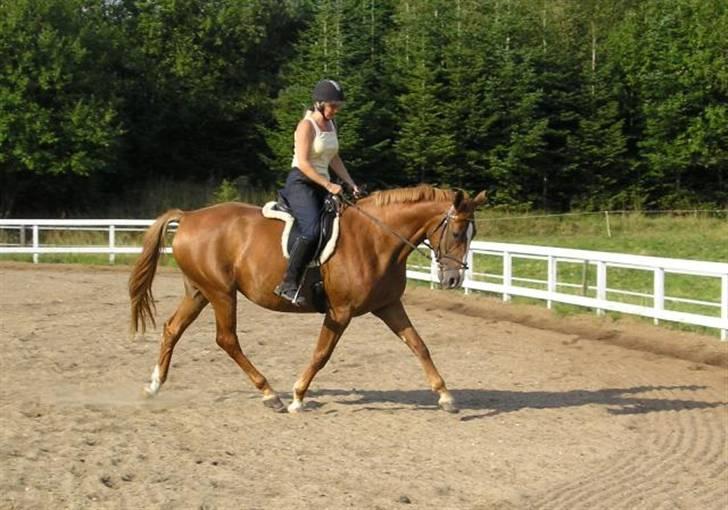 Dansk Varmblod Athene, Solgt - mig der traver på athene billede 12