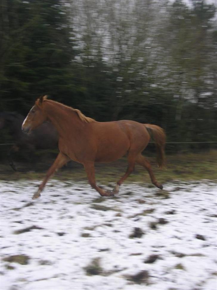 Dansk Varmblod Athene, Solgt - vinterfold billede 14