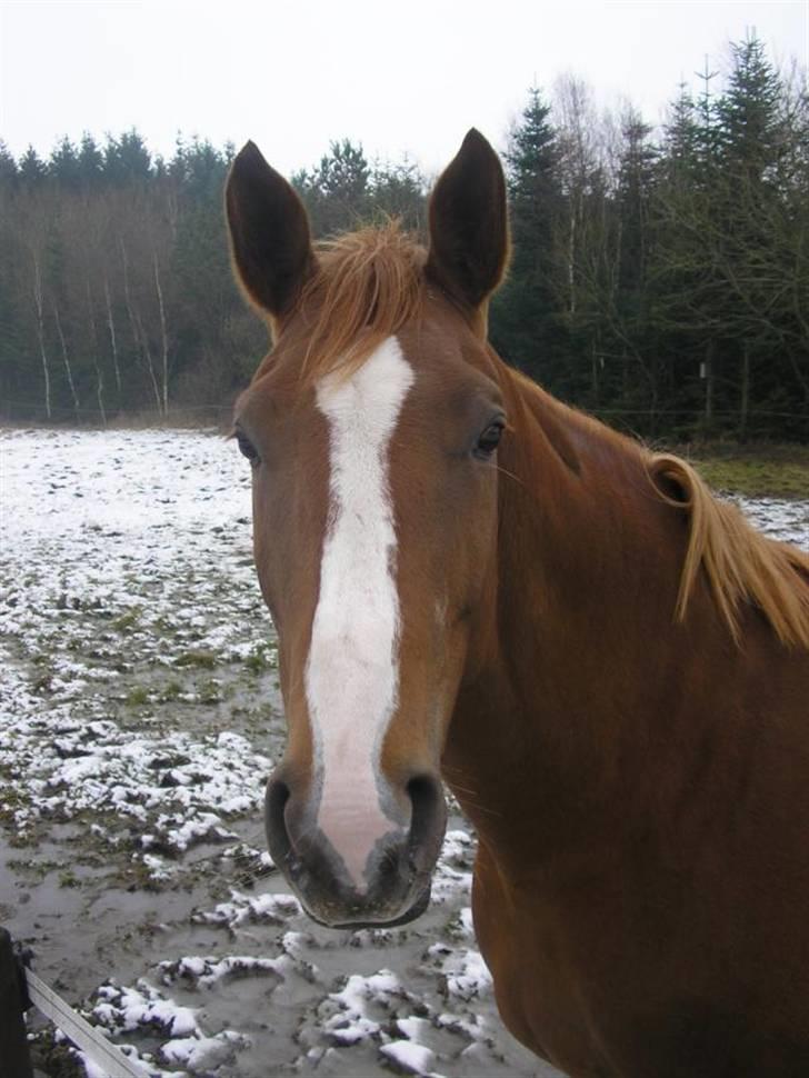 Dansk Varmblod Athene, Solgt billede 15