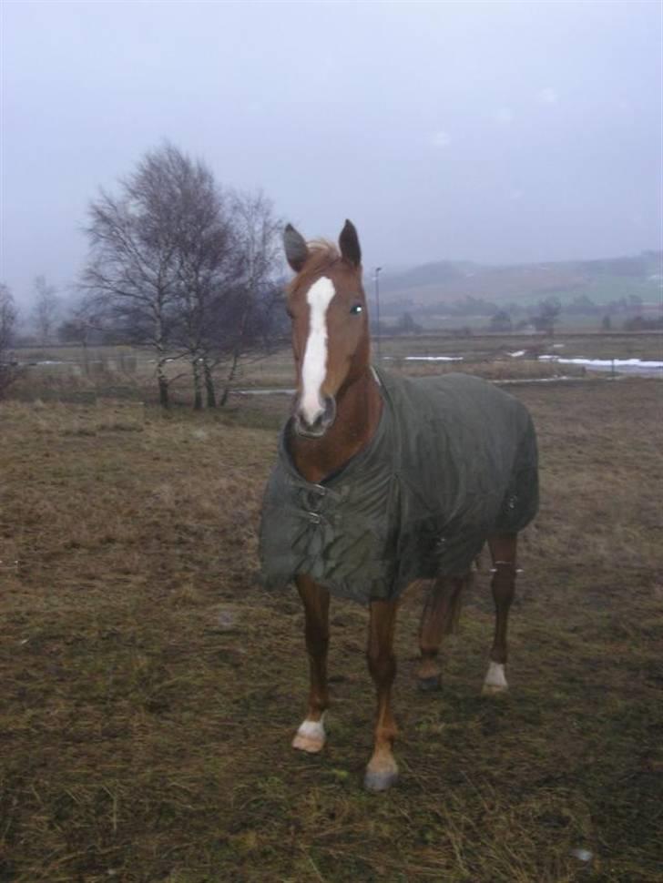 Dansk Varmblod Athene, Solgt billede 16