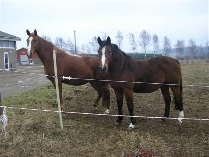 Dansk Varmblod Athene, Solgt billede 17