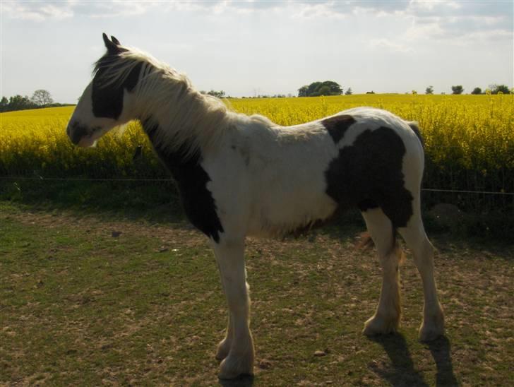 Irish Cob Arwen Irish Aloud billede 19