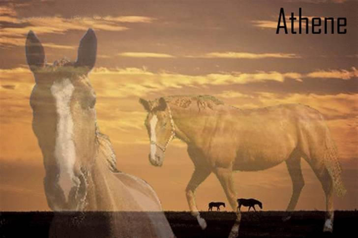 Dansk Varmblod Athene, Solgt billede 18