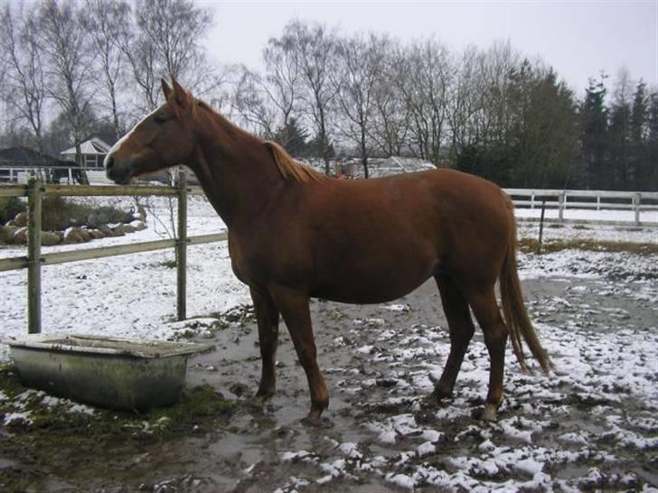 Dansk Varmblod Athene, Solgt billede 19