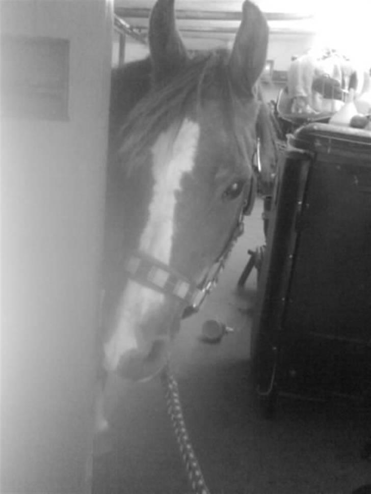 Anden særlig race Lucy<3Aflivet&savnet<3 - Smukke Mig! billede 4