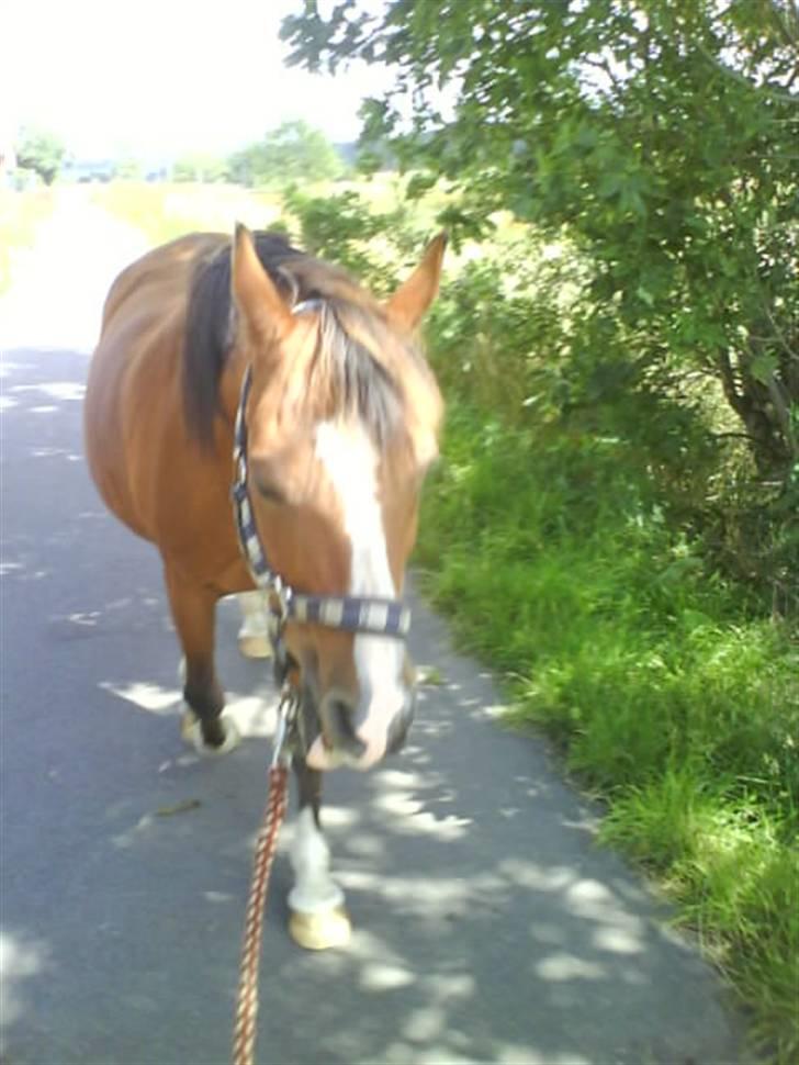 Anden særlig race Lucy<3Aflivet&savnet<3 - NYT ; på vej op fra engen foks!<3 billede 5