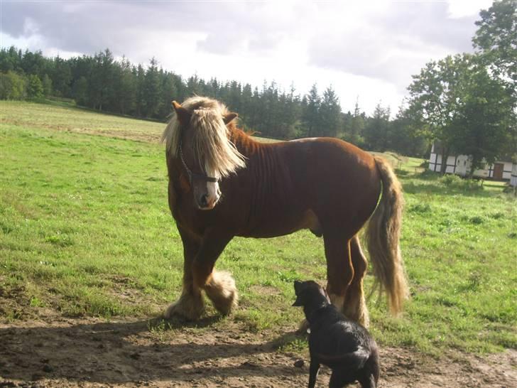 Jyde Simon (avl) - pas på tossede hund: foto miig billede 8