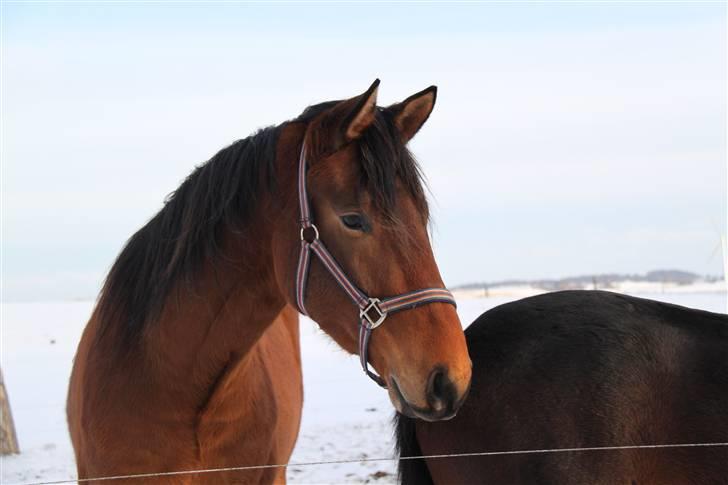 Dansk Varmblod            Ørsted's Zafir - Dato: 21/1 2010 billede 11