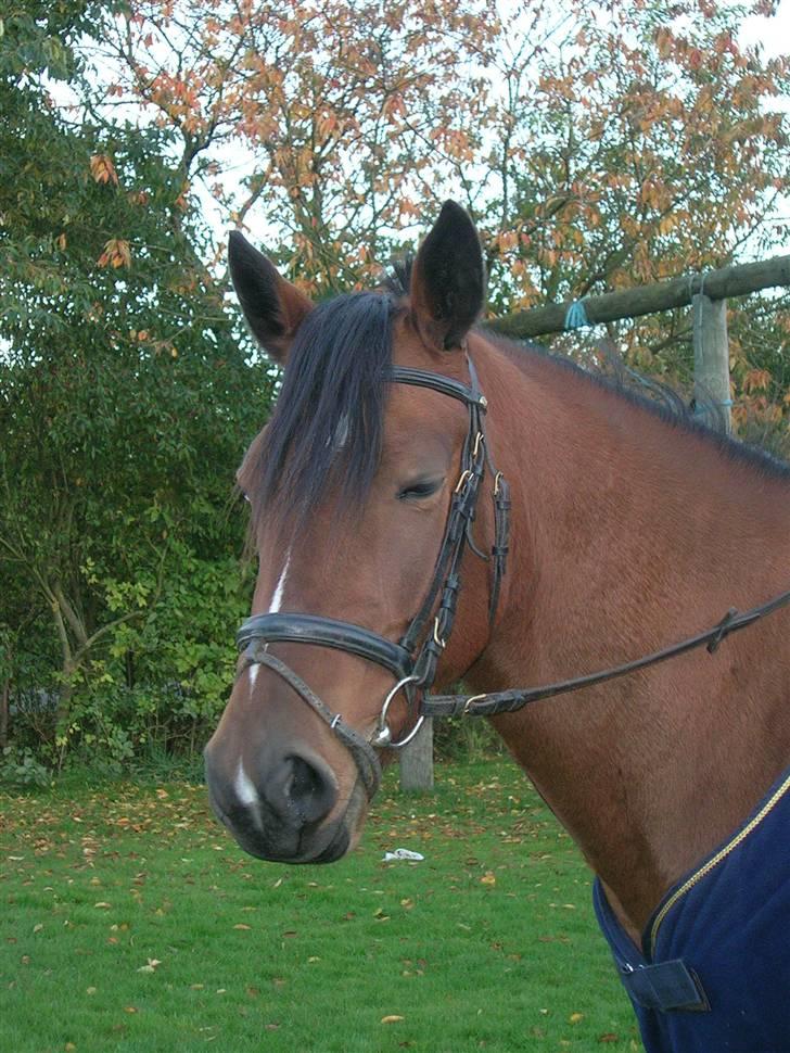 Anden særlig race |Bella Tinka| - mig og Bella. :) billede 6