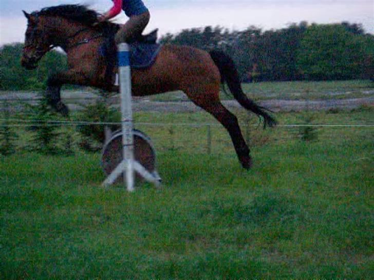 Anden særlig race |Bella Tinka| - spriger over tønder. .:) billede 7