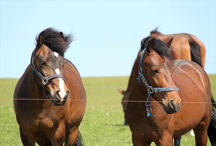 New Forest Ørsted's Mr. Makron - Best friends. billede 11