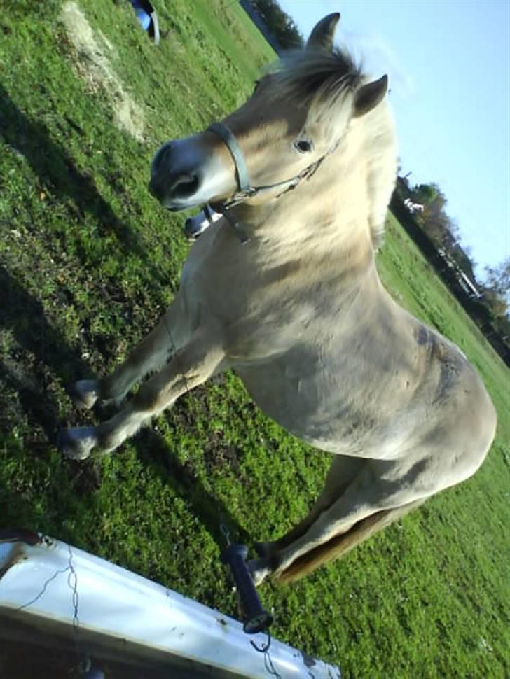 Fjordhest Casus - solgt :'( - mit nyeste billede, efter en ridetur, billede 15