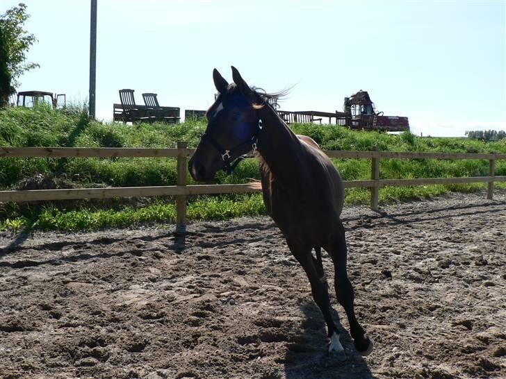 Dansk Varmblod Miss Light billede 12