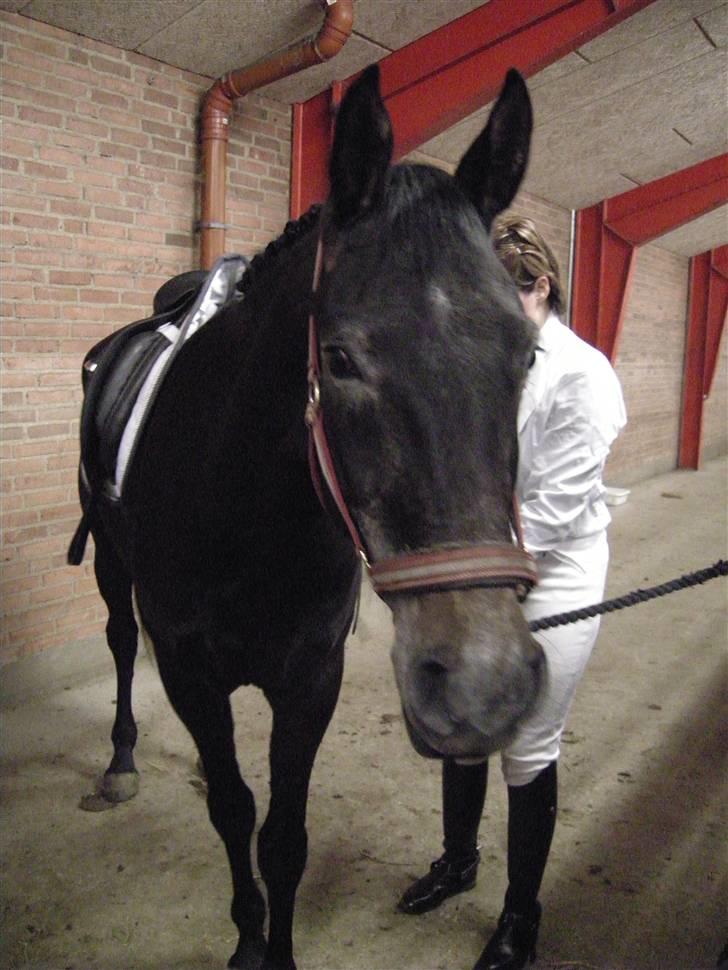 Anden særlig race Soleo (Solgt) - D.21/2- 09. Soleo og jeg til stævne..... Hygge i stalden billede 10